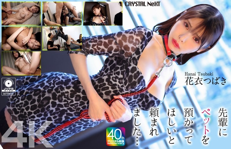 [4K]CRNX-254 [4k] My Senior Asked Me To Take Care Of His Pet… Tsubaki Hanagoromo